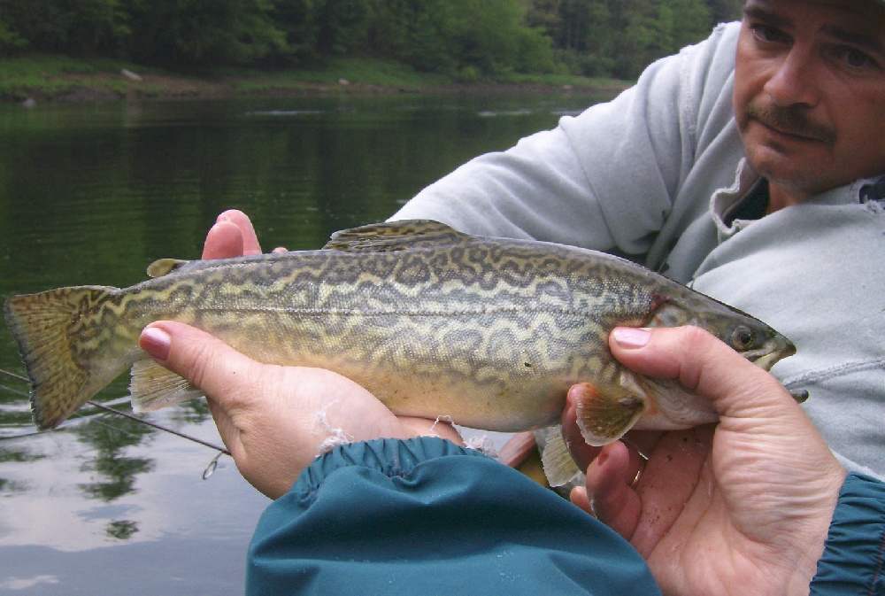 Tiger Trout near Rose Township