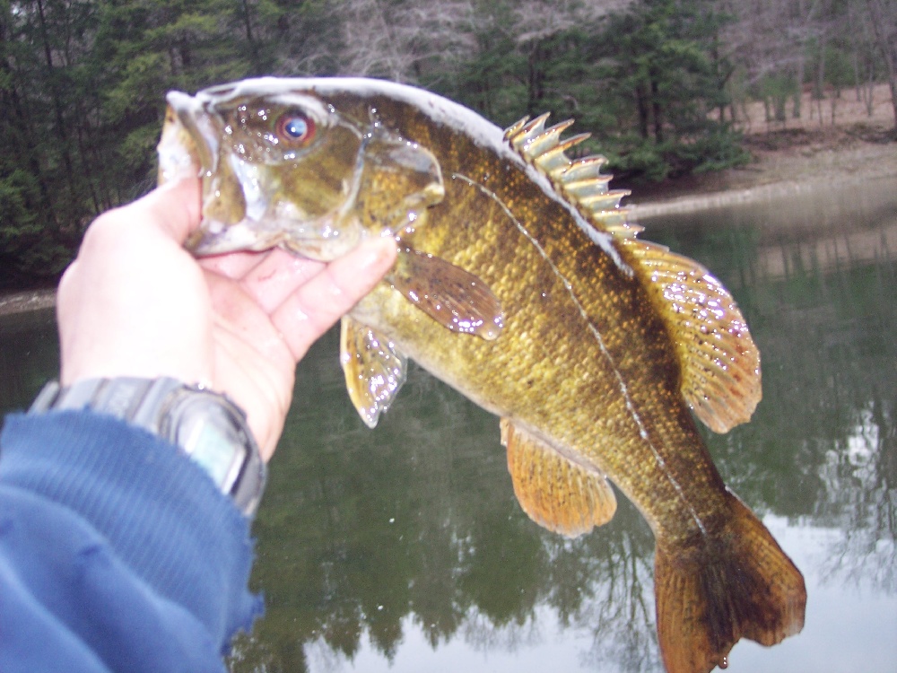 A tip to trie for the great smallmouth near Brady Township