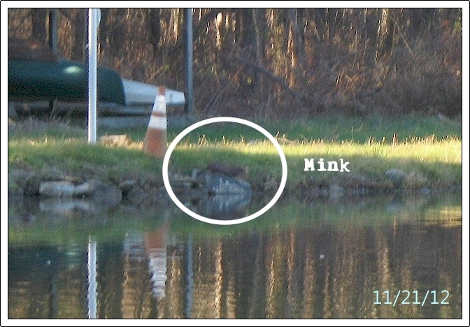 Mink  near Wyalusing