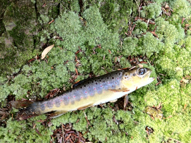 Another Native Trout 1-7-2012