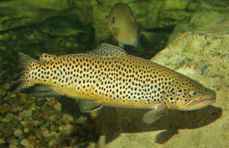 BROWN TROUT near Tremont Township