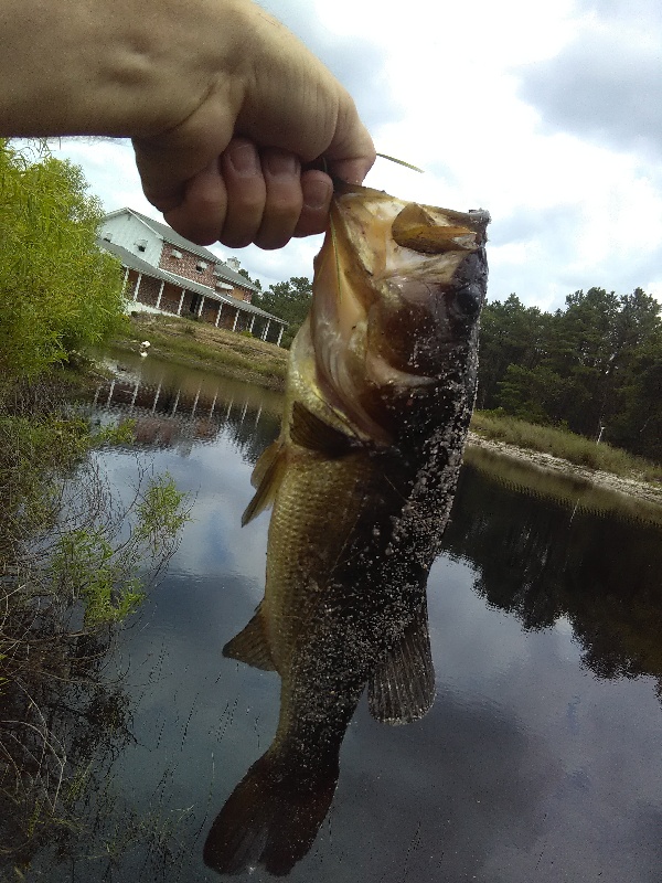 Big bass today at lunch