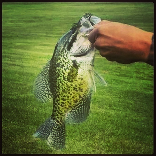 Black Crappie near Keating Township