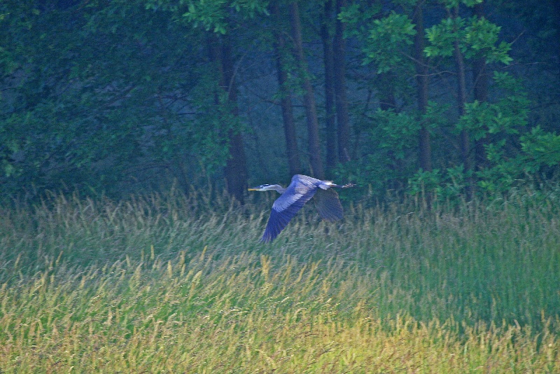 Great Blue Heron near South Manheim Township
