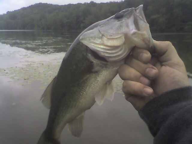 North Park Largemouth near East Pittsburgh
