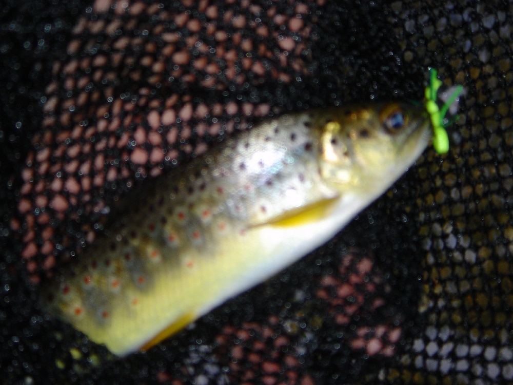 Spring Grove fishing photo 5