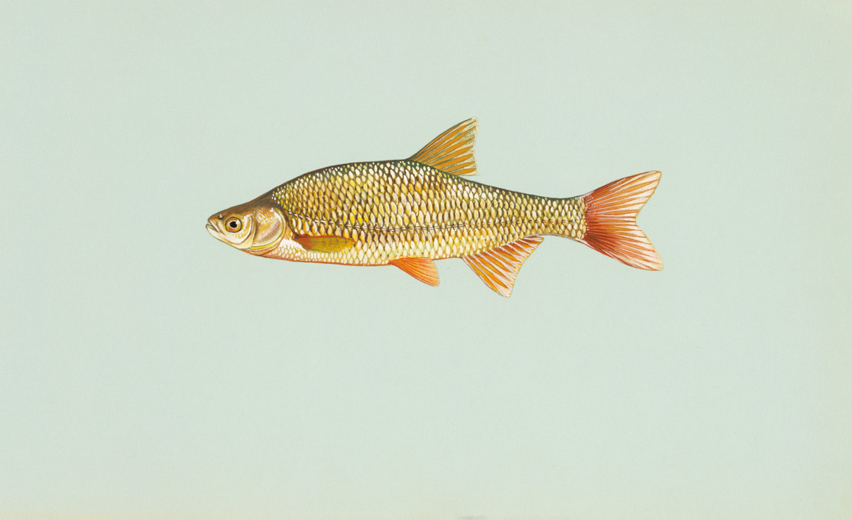 Golden Shiner Details - PA Fish Finder