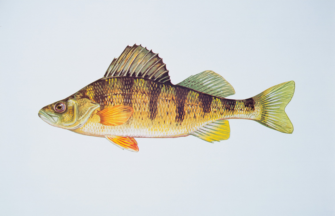 Yellow Perch Details - PA Fish Finder