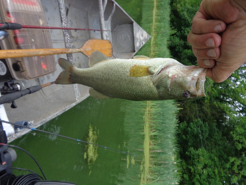 1st bass of july near Lower Mount Bethel Township