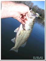 Stephen Foster Lake  Fishing Report