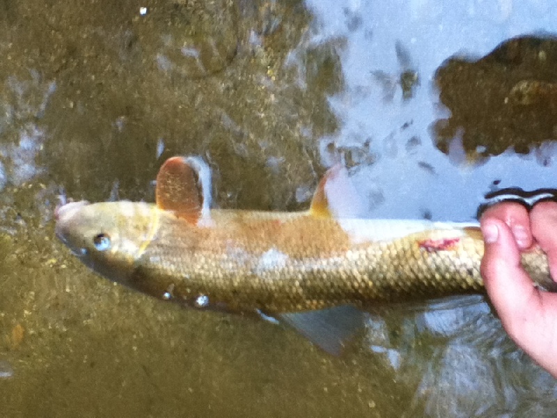 trout n suckers near Wilson