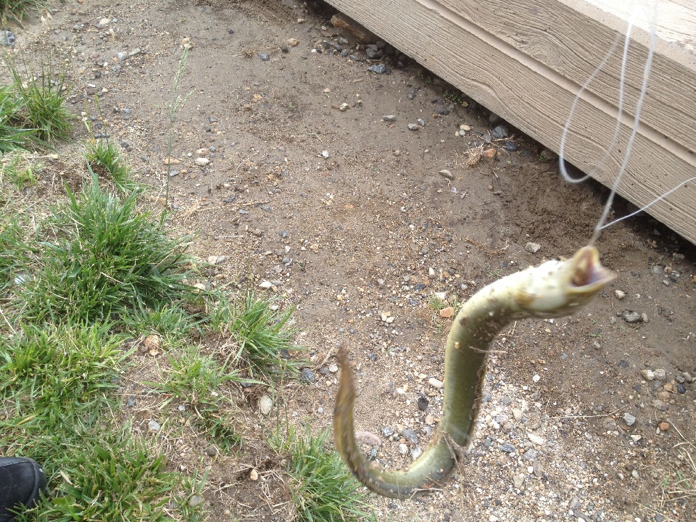 American Eel Details - PA Fish Finder