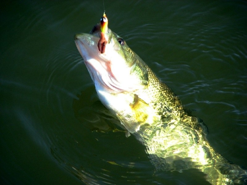 Springfield Township fishing photo 1